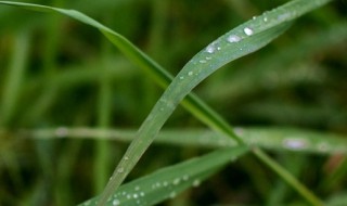 春雨怎么养殖方法 春雨植物的养殖方法