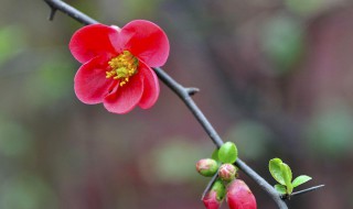 木本海棠花的养殖方法（木本海棠花的养殖方法和注意事项有）