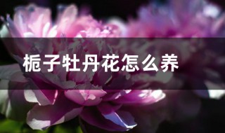 栀子牡丹的养殖方法 牡丹栀子花的养殖方法