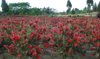 红千层养殖方法 红千层种植技术