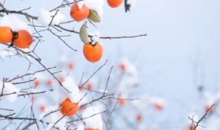 立冬下雪（冬天下雪好不好）