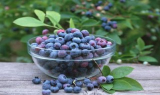 蓝莓栽培方法 蓝莓栽培方法有哪些