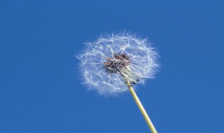 白蒲公英的花语 蒲公英的花花语