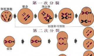 第一极体和次级卵母细胞的区别 第一极体和次级精母细胞的区别