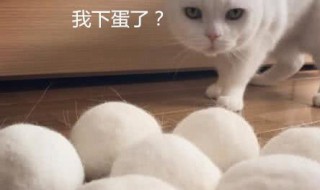 猫毛搓成球教程（如何将猫毛搓成球）