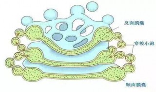 高尔基体的功能高中 高尔基体的功能高中生物必修一