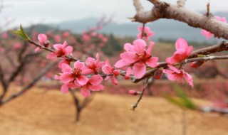 为什么叫桃花运（桃花运为什么叫桃花运）