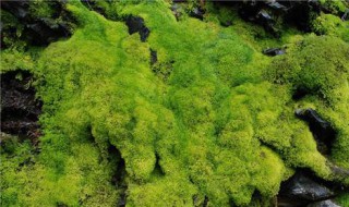 苔藓怎么种在石头上（苔藓怎么种在石头上呢）