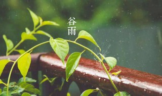 谷雨是什么季节（谷雨是什么季节?是什么季节的节气）