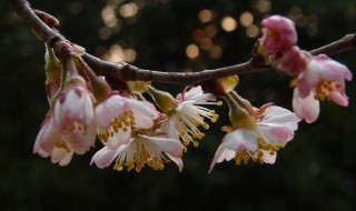 崂山樱桃花花期（青岛崂山樱桃花什么时候开花）