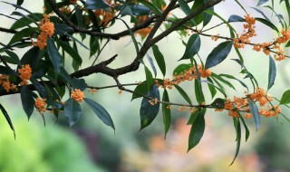 人闲桂花落夜静春山空什么意思（人闲桂花落夜静春山空空是什么意思）