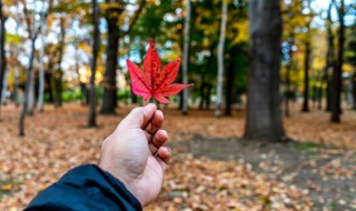 秋季应该吃什么 秋季应该吃什么水果最好