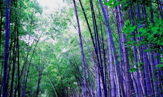 紫竹的养殖方法 紫竹的养殖方法和注意事项水培