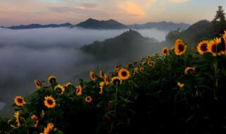 生葵花籽能吃吗（生葵花籽能吃吗?）