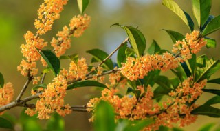 桂花茶有什么功效（桂花有什么作用和功效）