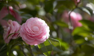 野花生的药用价值 野花生的药用价值与功效