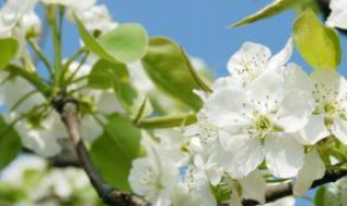 重庆梨花多久开（重庆梨花是什么季节开的）