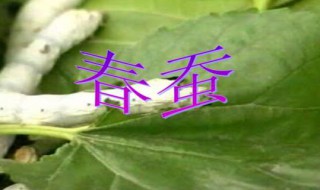 春蚕多久开始蜕皮（春蚕多久脱一次皮）