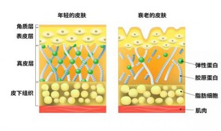 皮肤里含有什么元素（皮肤里含有什么元素吗）