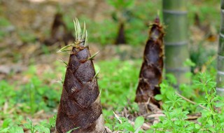 竹笋种植前景如何 竹笋种植前景如何呢