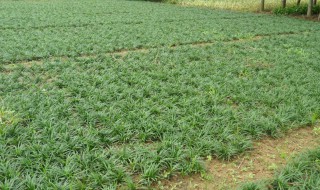 矮麦冬草种植与养护 矮麦冬草种植与养护技术