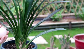 那些木本花卉适合广州冬季（广东适合种什么木本植物）