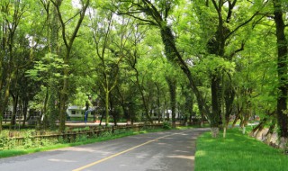 成语绿树成荫意思 绿树成荫是成语还是词语