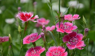 山竹花和石竹花的区别（山竹花是什么样的）