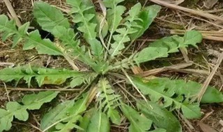 开花的荠菜怎么吃（开花的荠菜怎么吃好吃）