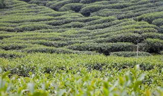 目前在云南种植什么 云南拥有全国最大的什么种质资源