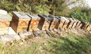 蜂具养蜂工具 蜂具养蜂工具批发