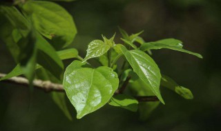 核桃树不开花.不结果是怎么回事 核桃树开花不结果怎么办