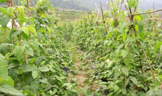 春季豇豆种植技术 春季豇豆种植技术视频