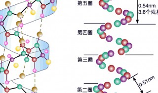 蛋白质是由什么组成的（蛋白质1+是什么意思）