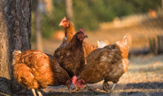 鸡在饲养管理上应注意什么 鸡的饲养环境和饲养方法