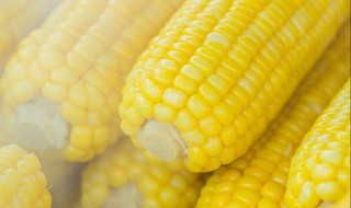 玉米热量高为什么还减肥（十种刮油食物越吃越瘦）