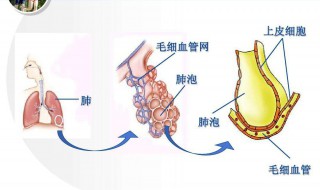 肺的构成是怎样的 肺的构成是怎样的结构