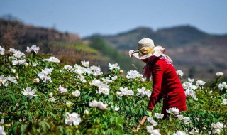 牡丹花怎么栽培 为什么院子不能种牡丹