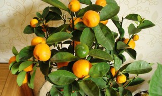 橘子树嫁接几天成活（橘子树嫁接选几年的接穗）