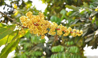 植物生长调节剂优点 碧护植物生长调节剂