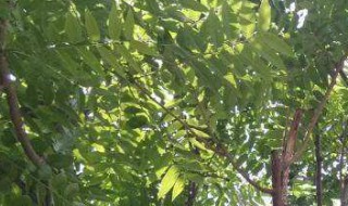 香椿树能长多粗多高 香椿树的寿命一般多少年