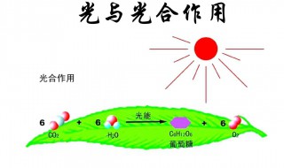 光合作用是什么作用 光合作用详细讲解