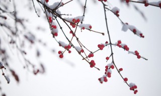 小雪下雨有什么谚语（小雪大雪的谚语）