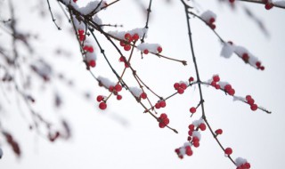 二十四节气小雪的含义（二十四节气小雪的含义是什么）