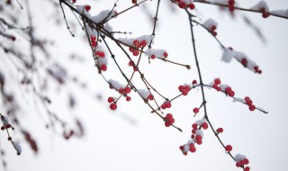 二十四节气小雪的诗句 关于二十四节气小雪的诗歌