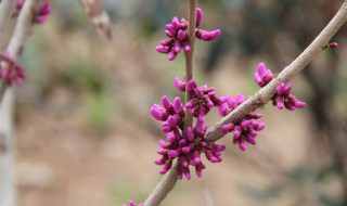 紫荆花怎么养（紫荆花怎么养护和管理）