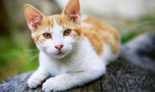 猫咪养护问题之封闭式猫砂盆到底有多好 猫咪养护问题之封闭式猫砂盆介绍