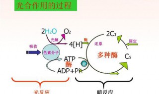 选择性光合作用的意义 选择性光合作用的意义和影响