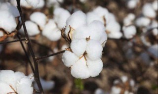 棉花生长周期 棉花生长周期图片