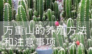 花卉万重山养殖方法 花卉万重山的种植与管理